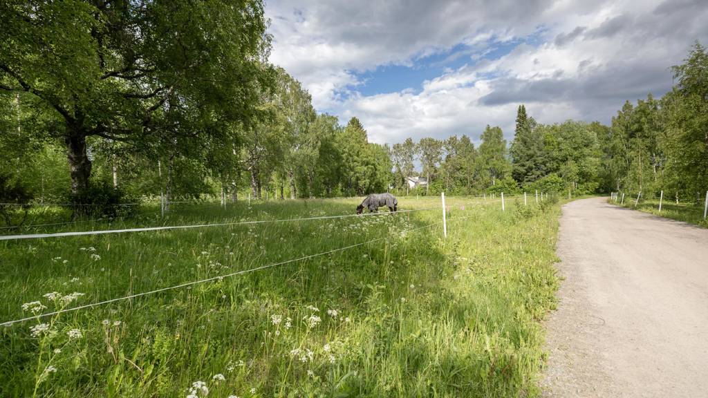 Talli on vuokrannut sisääntulon viereiset alueet kesäisin laitumeksi. Ratsutilantie 1